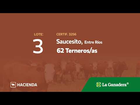 Lote Terneros/as en Saucesito
