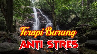 Download lagu terapi burung anti stres suara air mengalir dan suara burung di alam liar mp3