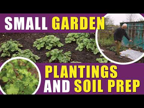 Early Spring UK: Small Garden Planting & Soil Health