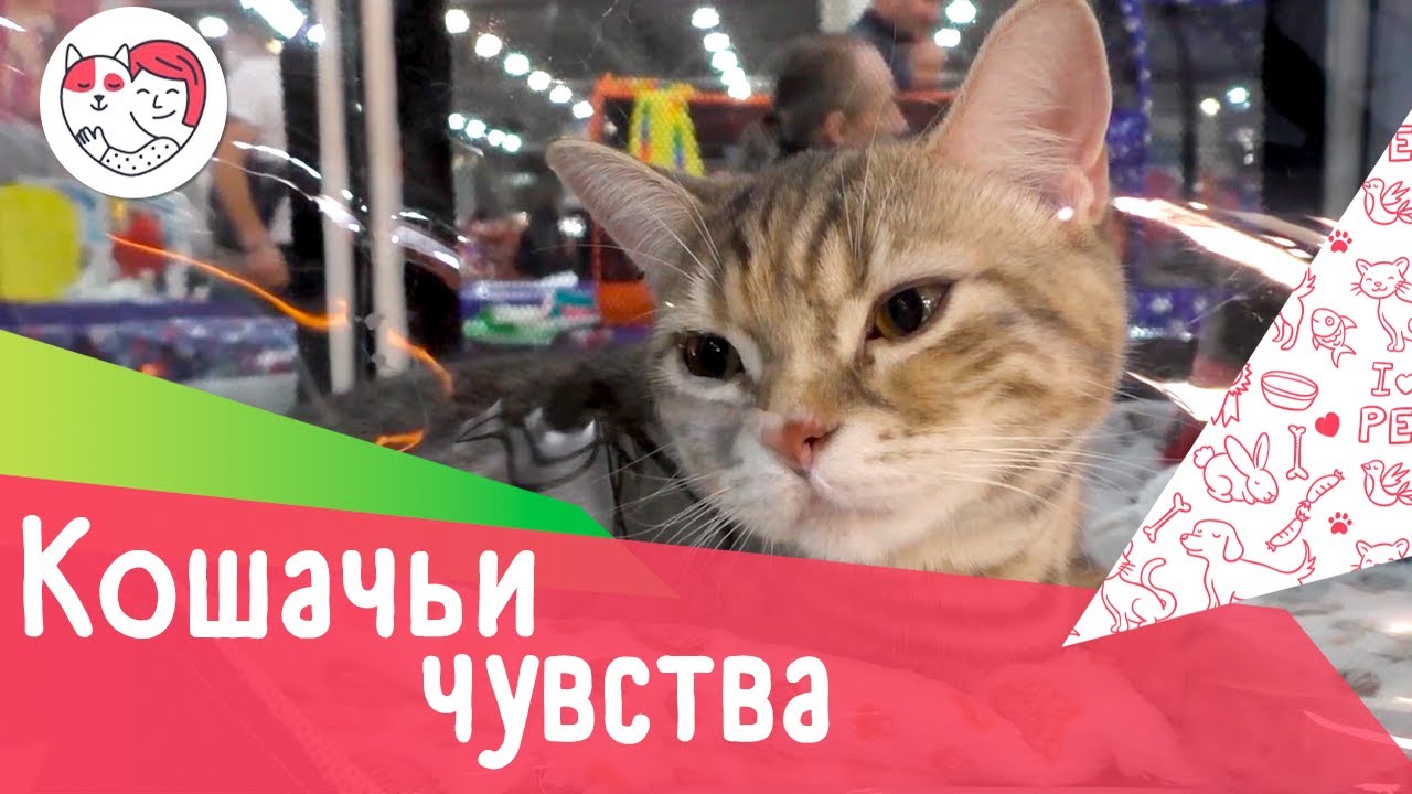 4 интересных факта о кошачьих эмоциях и чувствах