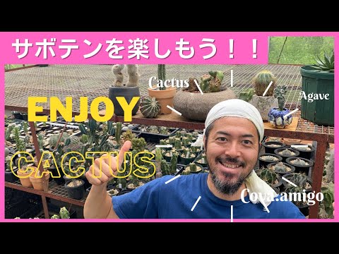 屋外のサボテン園を段階的に作るにはどうすればよいですか？そして、鍋に1つ？  庭園