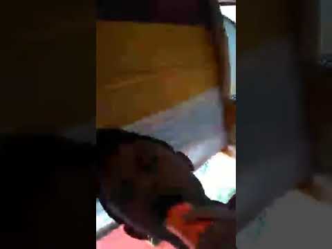 Turi putih el munajat