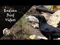The Large Billed Crow (Corvus macrorhynchos) - Indian Bird Videos