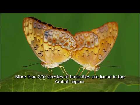 download lagu mp3 mp4 Malabar Nature Conservation Club Amboli, download lagu Malabar Nature Conservation Club Amboli gratis, unduh video klip Malabar Nature Conservation Club Amboli