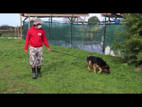 Vídeo de MAX