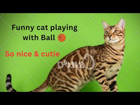 Cute and funny cat playing with Ball