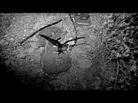 Rehabbed Bermuda Cahow Chick Fledges From Nonsuch Island – July 21, 2022