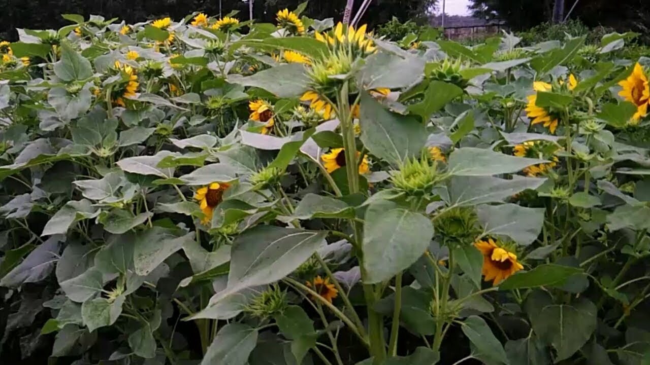 How Is The Sunflower Breeding Project