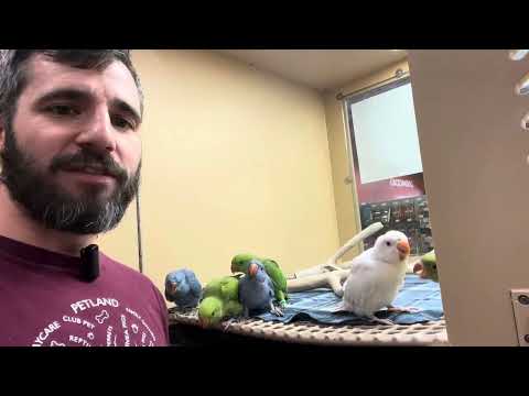 Learn about the Indian Ringneck Parakeet!