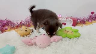 チワワ（ロング）の動画01