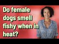 Do female dogs smell fishy when in heat?