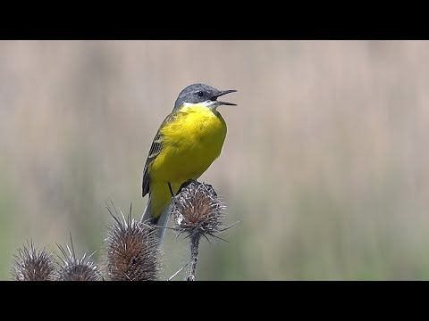 Bird Watching,Hungary,Easy Birding,Part 5,The puszta north of the river Tisza and Bükk mountains