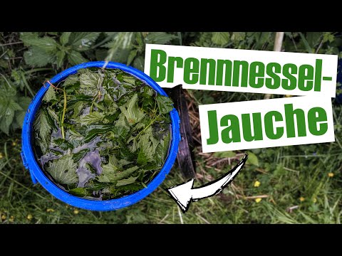 Brennnesseljauche RICHTIG herstellen und nutzen [Anleitung 🌼]