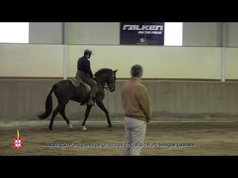 210204 3 Nervion - Aprovação de Garanhões