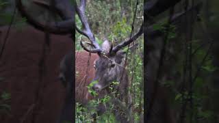 Einseitig blinder Rothirsch #jagd #rotwild #brunft