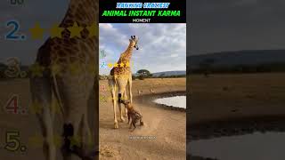 Download lagu Peringkat Keputusan Hewan Terburuk 🤣 KARMA INSTAN.... #shorts #usa #hewan #satwaliar #alam mp3 Download lagu Peringkat Keputusan Hewan Terburuk 🤣 KARMA INSTAN.... #shorts #usa #hewan #satwaliar #alam mp3
