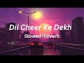 Dil Cheer Ke Dekh Slowed Reverb Rang I Kumar Sanu Lofi Lofimusic Lofibollywood Slowed