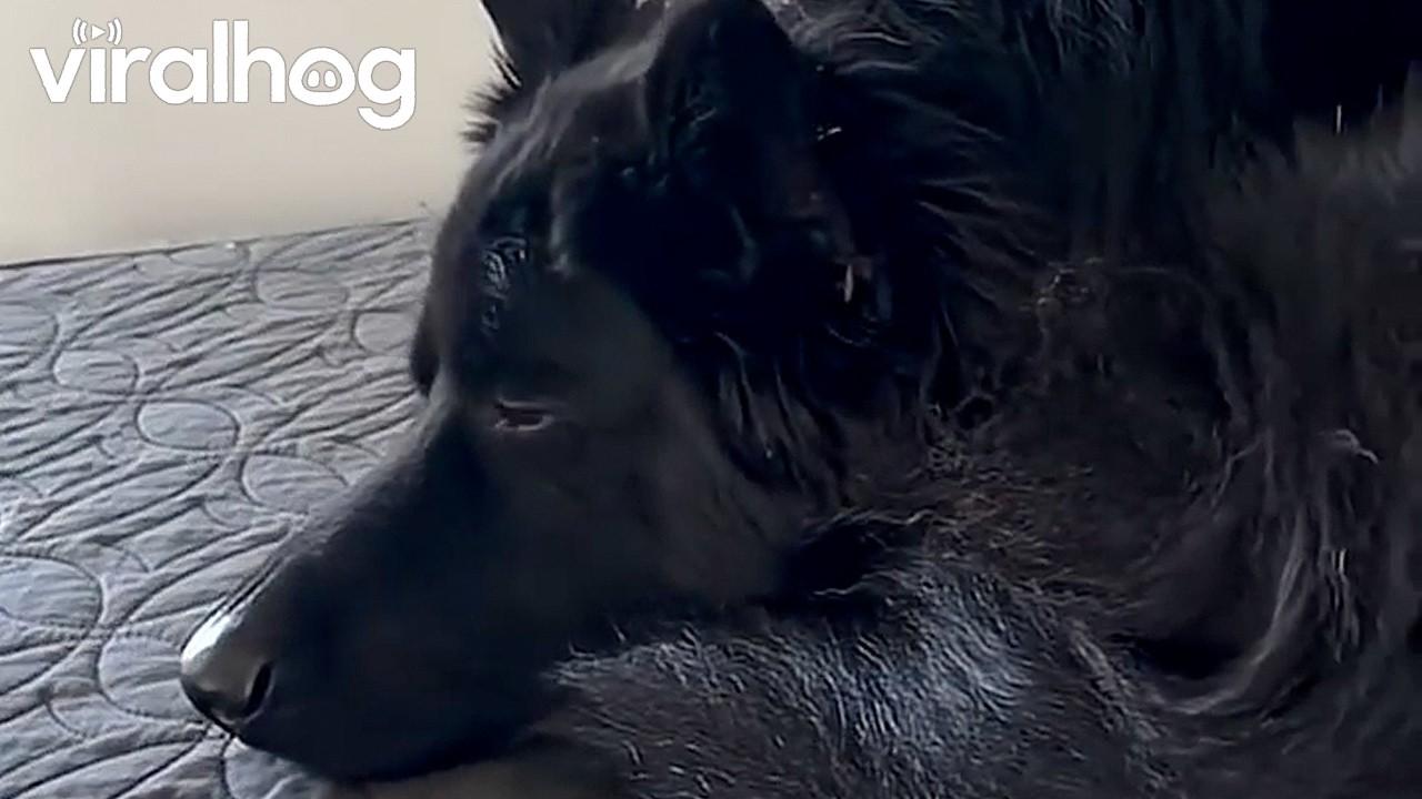 Dog Wants to Join Kitty Snuggle Pile || ViralHog