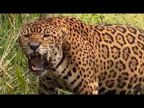 Yaguareté Enfurecido - La Furia del Jaguar