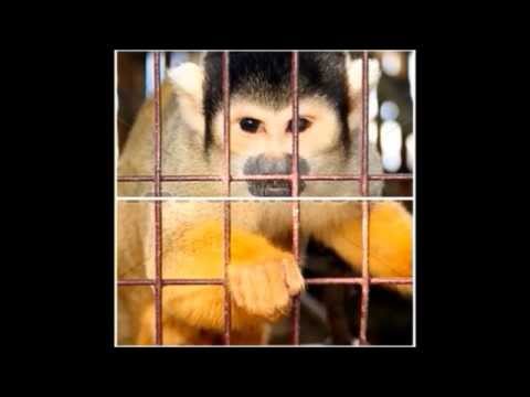 字幕付MAJORITY OF ONE ”One Man”(1991)