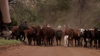 Karoo Ranching Cattle Drive 2018 Day 2