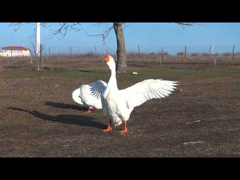06.02.2018.Video 10.RUSLAN & NATASHA.Olympus Farm.