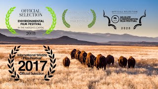 Boy-zshan Bi-den (Buffalo Return)