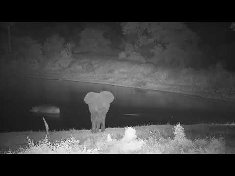 Djuma: Lone Elephant and Hippo arriving - 21:58 - 12/24/21