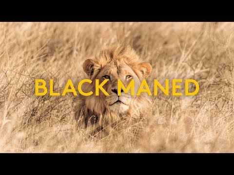 BLACK MANED LIONS - Lost in the KGALAGADI - Episode 3 (4K)
