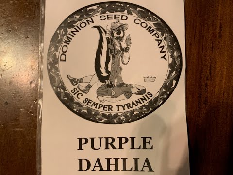 Purple Dahlia Grow Journal Ep. 1: Grow Box Set Up