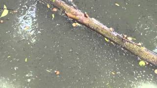 massive breeding of mosquitoes in a drain  by side of SBI colony east of kailash new delhi.