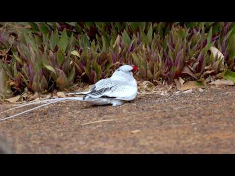 Red-billed Tropicbird