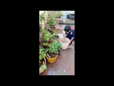 B.Bhavitha | Save Tree Save Earth | Rise Play School | Jagannaickpur, Kakinada.