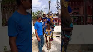 Download lagu Keyla with the renggong horse #shorts #renggonghorse #cibulukadu mp3