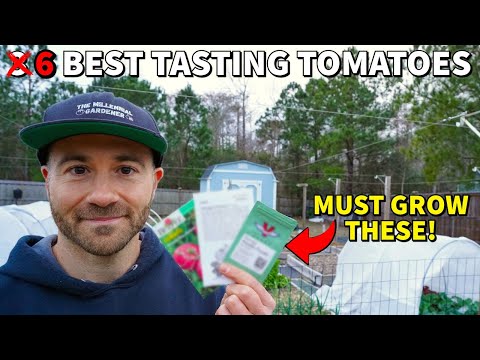 The Most Productive And BEST TASTING TOMATOES To Grow In Your Garden!