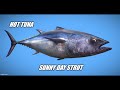 HOT TUNA  * Sunny Day Strut    HQ