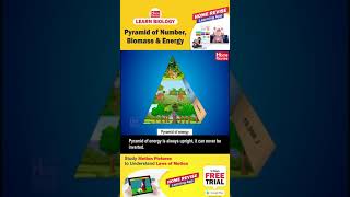 Pyramid of number | Biomass and Energy | Learn Biology with Home Revise