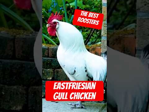 Krähwettbewerb der Hähne 🐓 ROOSTER CROWING COMPETITION - Brahma, Yokohama, Cubalaya, Cochin, Silkie