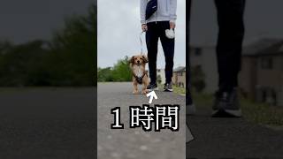 散歩中に飼い主が動かなくなったらパニックになった！