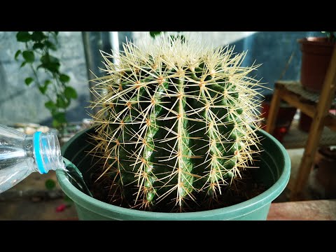 仙人掌多久澆一次水