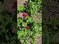 Sweet William are starting to come in with @The Stupid Gardener! #shorts #sweetwilliam