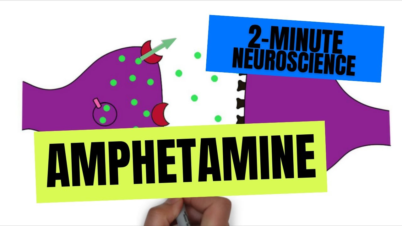 2-Minute Neuroscience: Amphetamine - YouTube