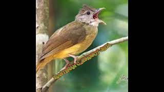 Download lagu masteran cucak jenggot jeda|| biar cepat masuk burung tidak bosan mp3