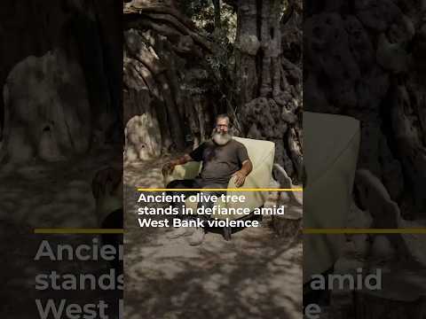 Ancient olive tree stands in defiance amid occupied West Bank violence | AJ #SHORTS