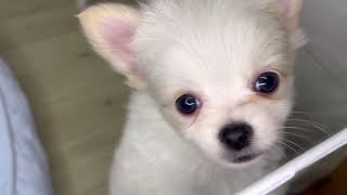 ハーフ犬の動画01