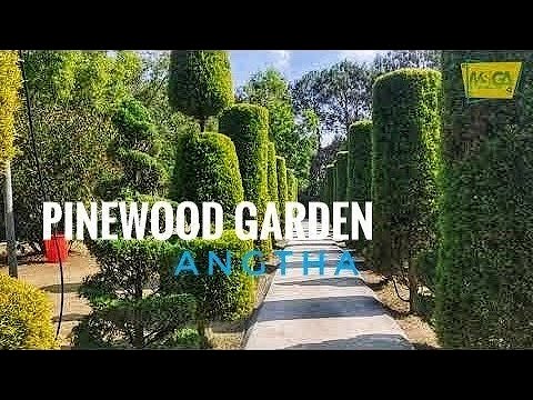 PINEWOOD GARDEN || ANGTHA