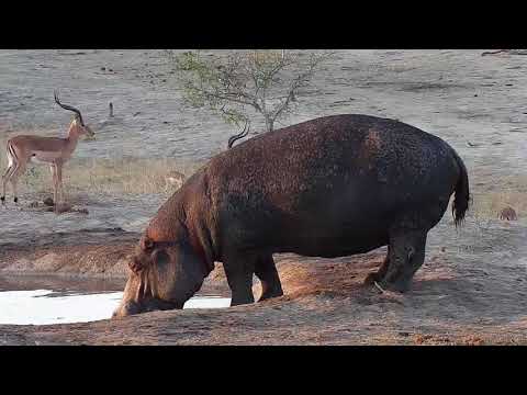 Djuma: Lone Hippo(healed leg) arriving - 17:11 - 10/09/19