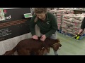 Emmeloordse honden op de weegschaal bij actie tuincentrum