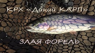 Дикий карп платная рыбалка форум