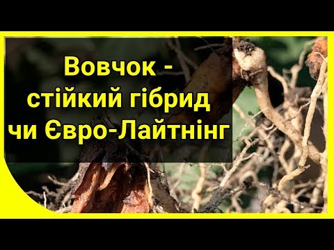 Заразиха - устойчивый гибрид или Евро-Лайтнинг?